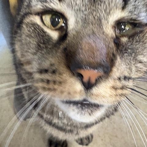 Enlarge Chubbs (Not Quite Ready Yet), a ADOPTABLE Domestic Short Hair in Grand Rapids, MI image 3/6