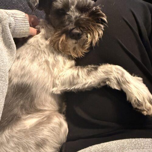 Shadow, Adoptable, Adult Female Miniature Schnauzer.