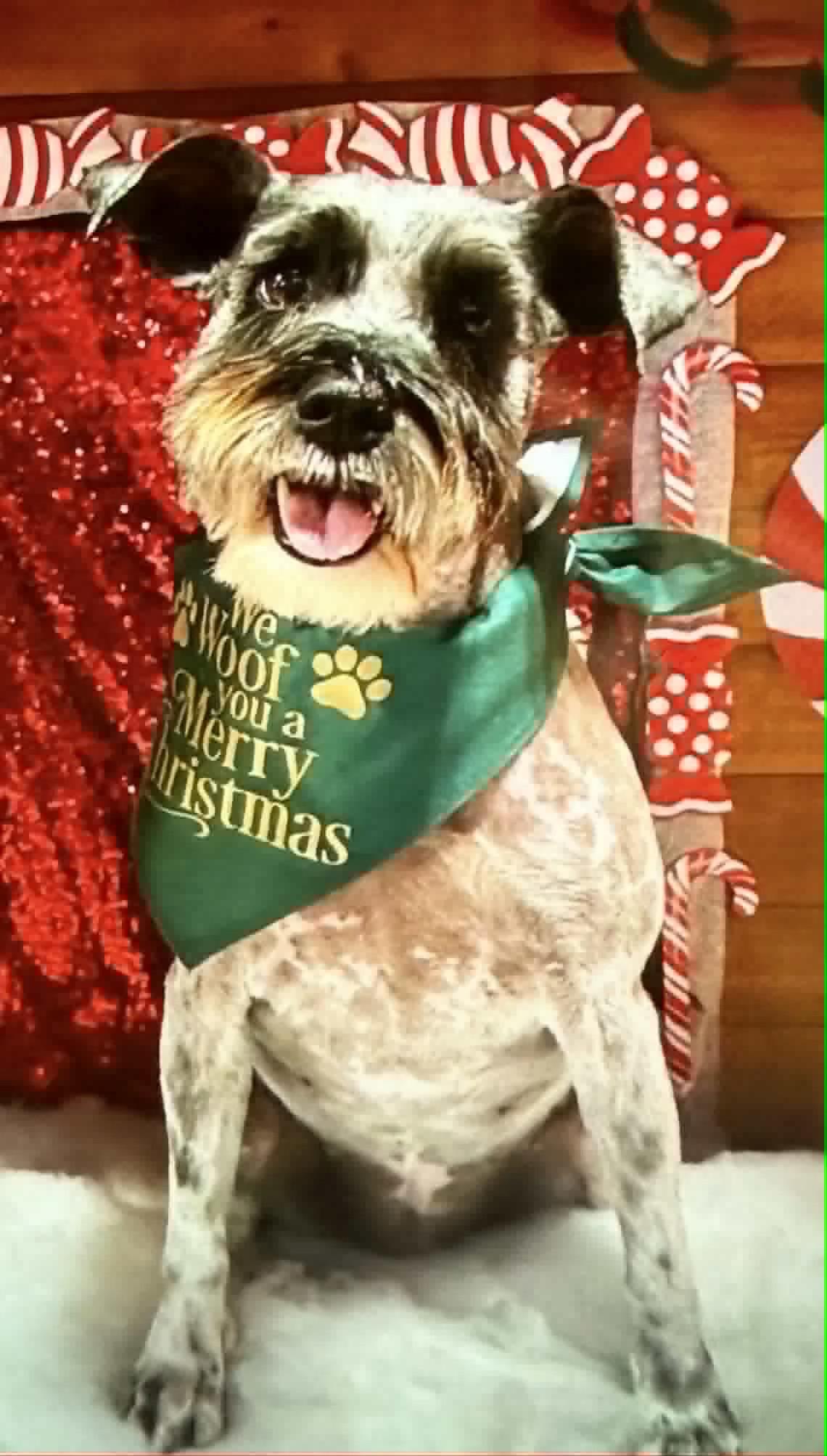 Shadow, a Adoptable Miniature Schnauzer in Broken Arrow, OK image 1/3