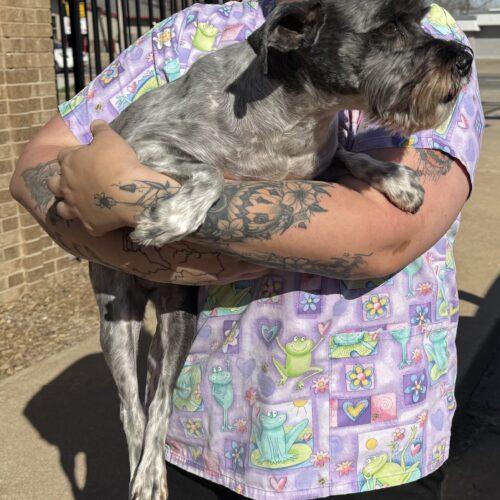 Shadow, a Adoptable Miniature Schnauzer in Broken Arrow, OK image 3/3