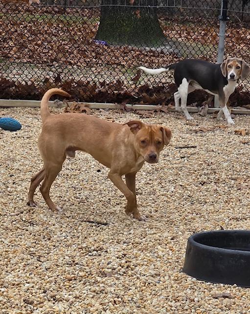 Enlarge Simba, a Adopted mixed breed in Egg Harbor City, NJ image 1/3