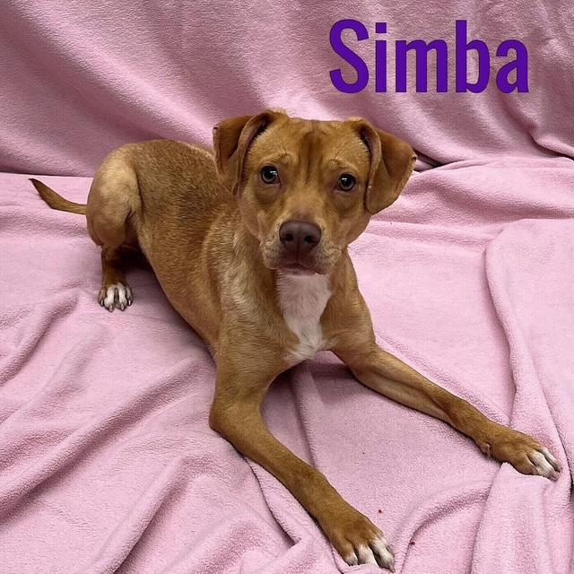 Enlarge Simba, a Adopted mixed breed in Egg Harbor City, NJ image 2/3