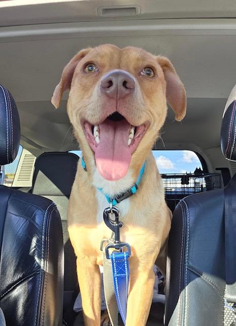 Enlarge Simba, a Adopted mixed breed in Egg Harbor City, NJ image 3/3