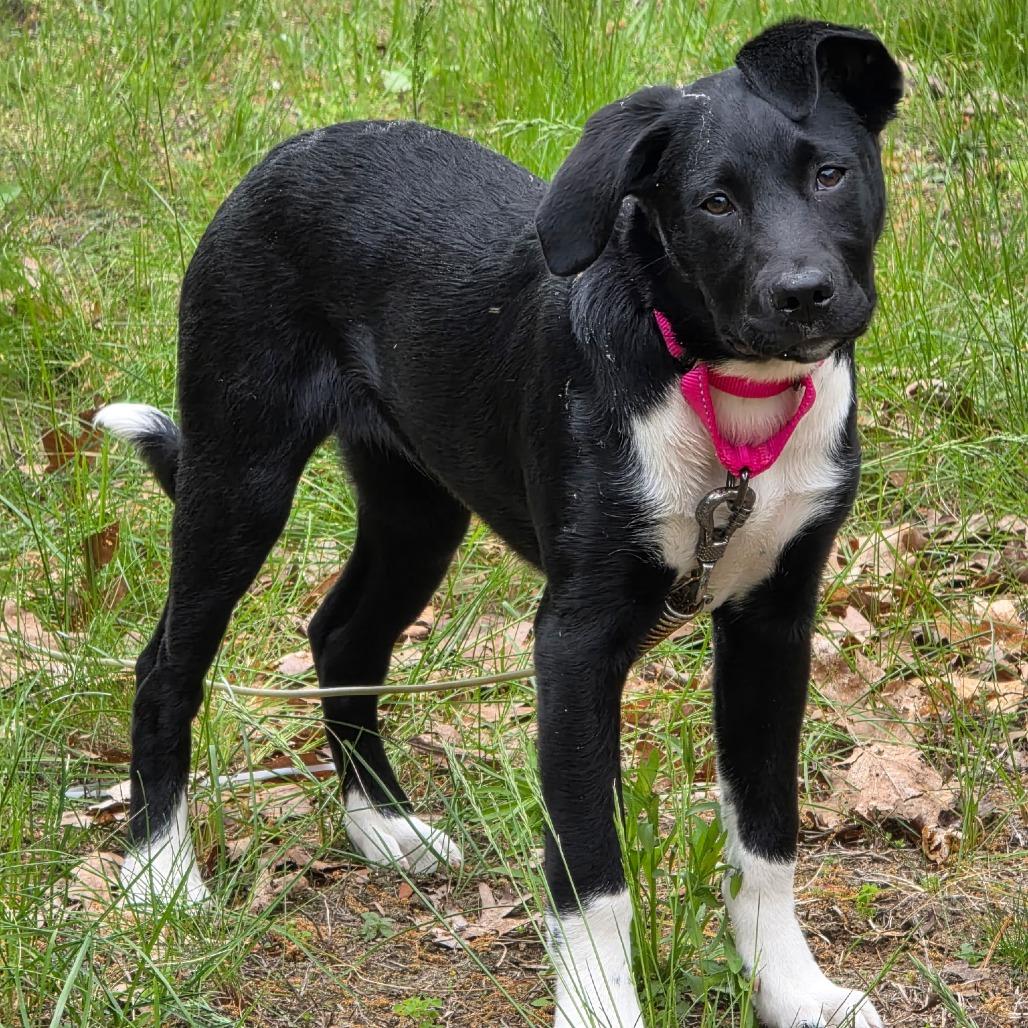 Sable, Adoptable, Young Female Black Labrador Retriever & Border Collie.