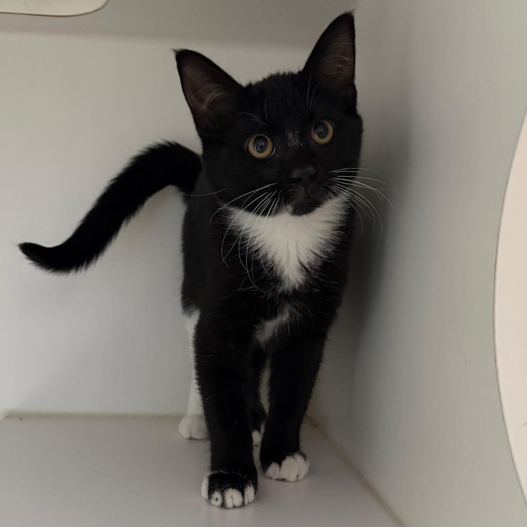 Enlarge Ghost, a Adopted Domestic Short Hair in Clinton, IL image 1/1