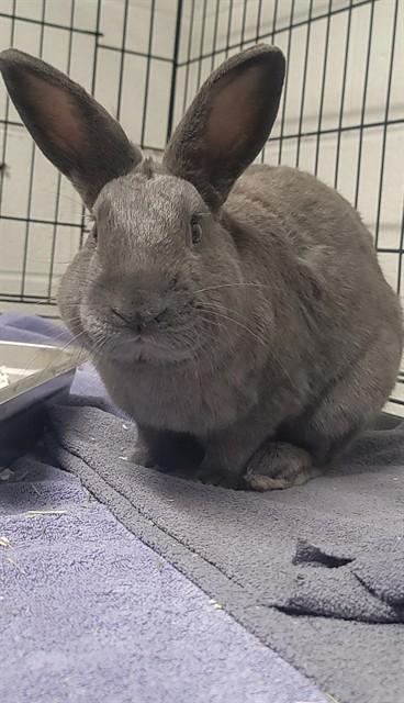 LINCOLN, Adoptable, Young Male Bunny Rabbit.