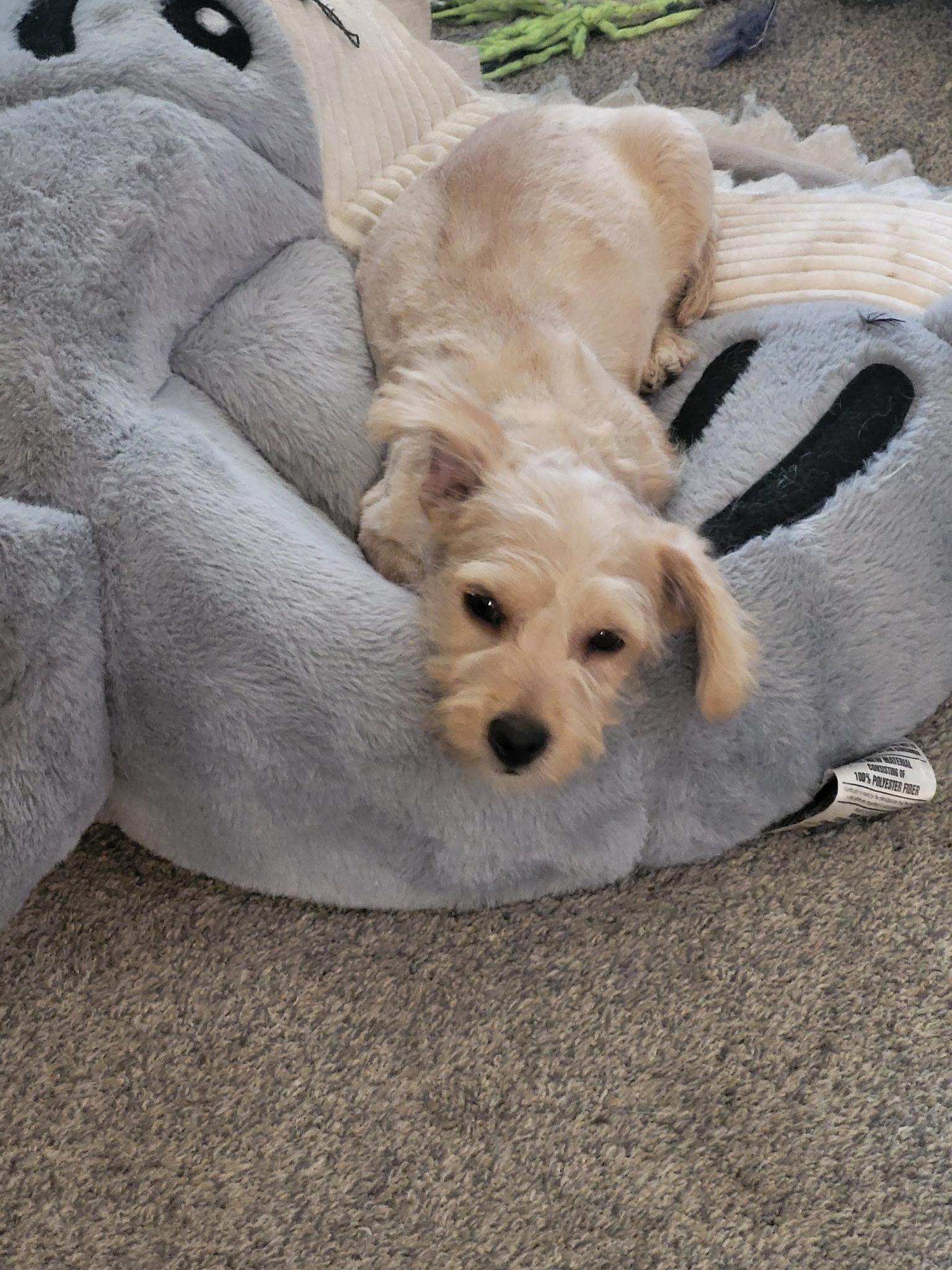 Oink The Happy Pup, an adopted mixed breed in Lacey, WA image 3/3