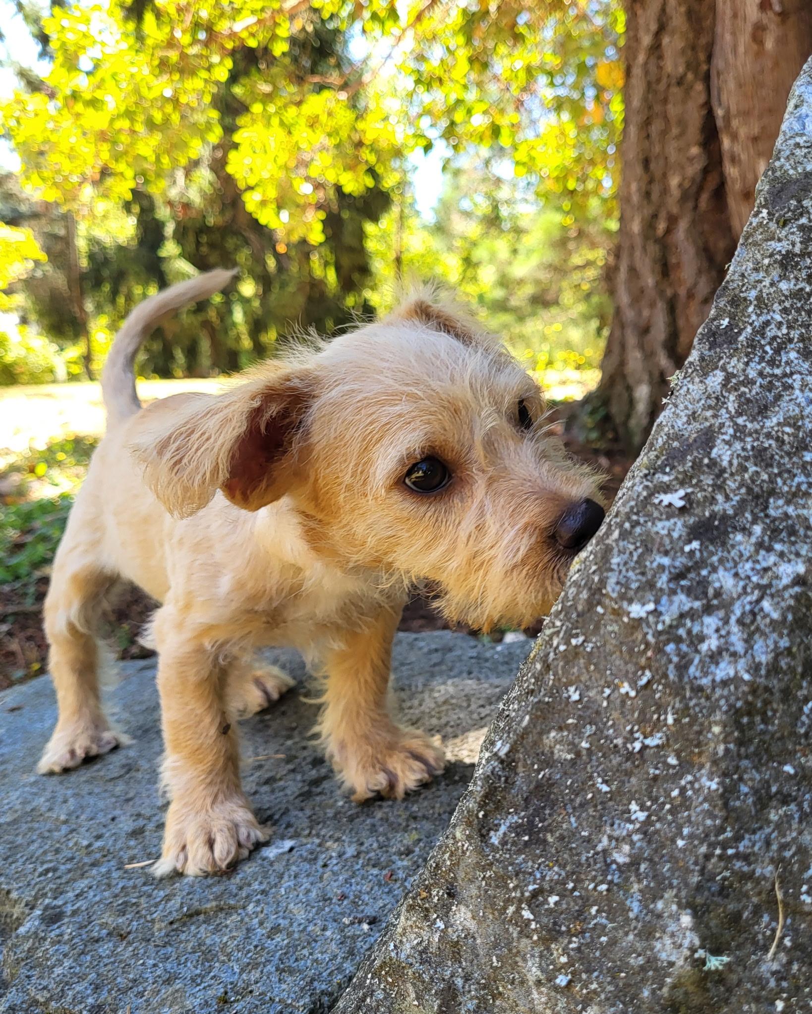 Oink The Happy Pup, an adopted mixed breed in Lacey, WA image 2/3