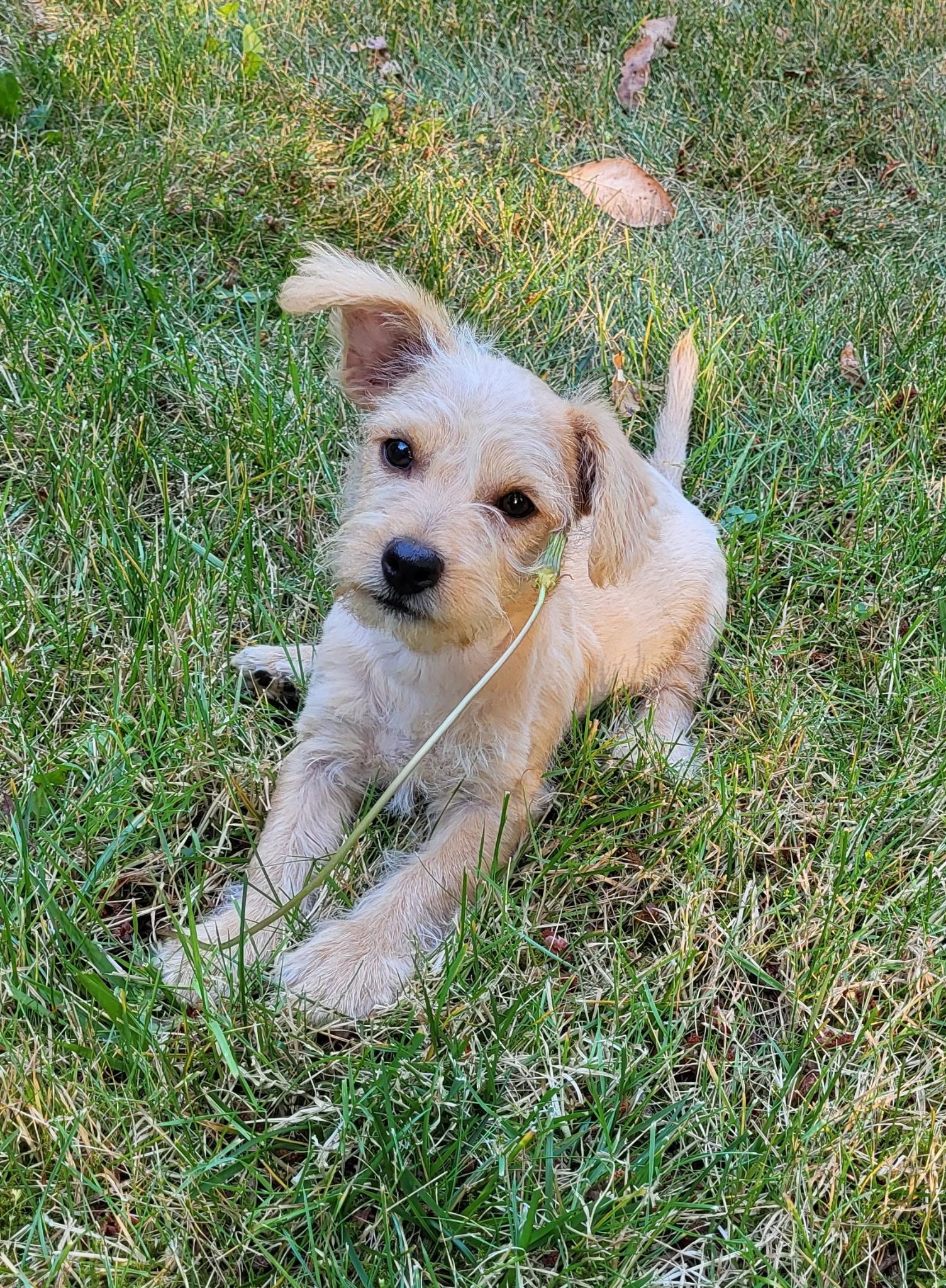 Oink The Happy Pup, adopted, Puppy Female Miniature Poodle & Cairn Terrier.