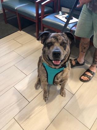 Enlarge Bud - 1, a Adoptable mixed breed in Daytona Beach, FL image 1/1