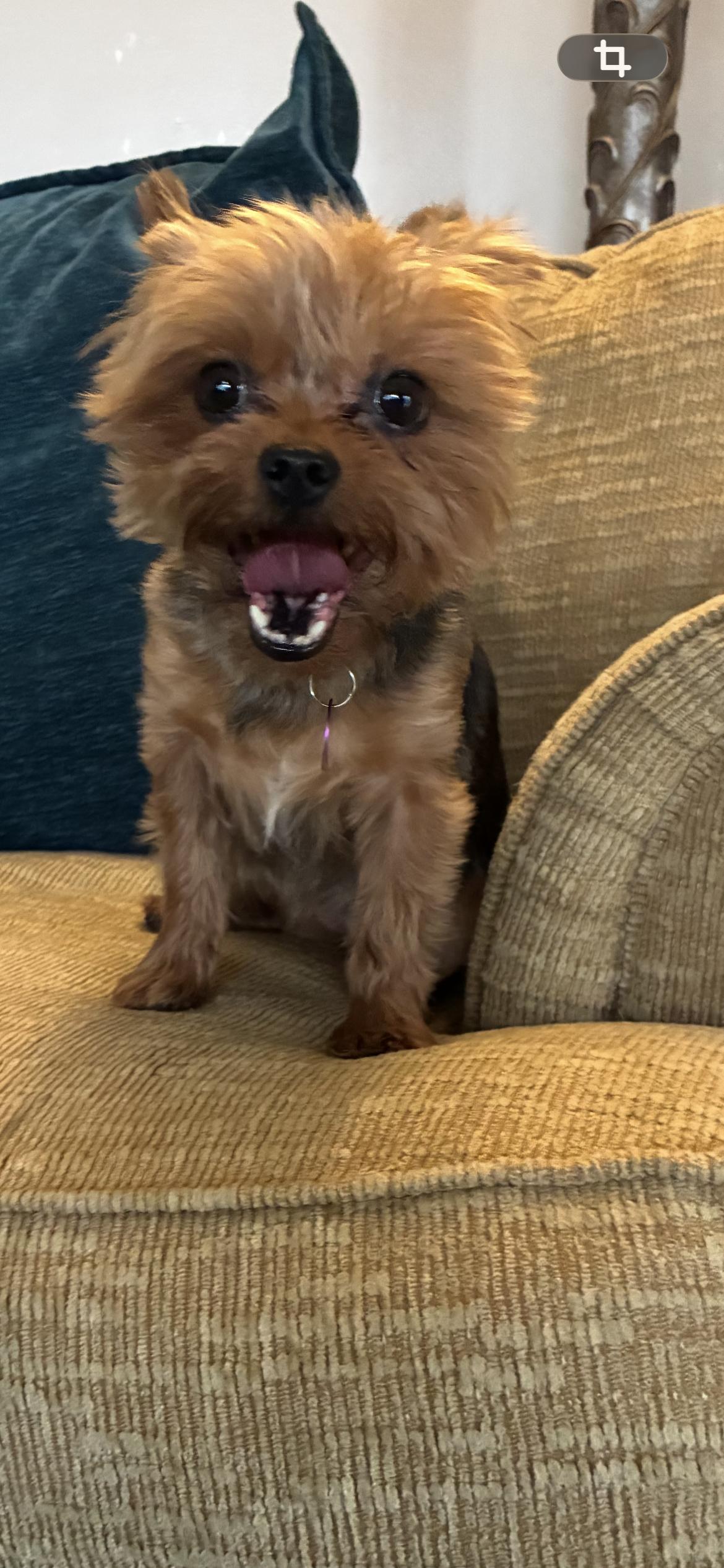 Enlarge Mary , an adopted Yorkshire Terrier in Saint Louis, MO image 2/5