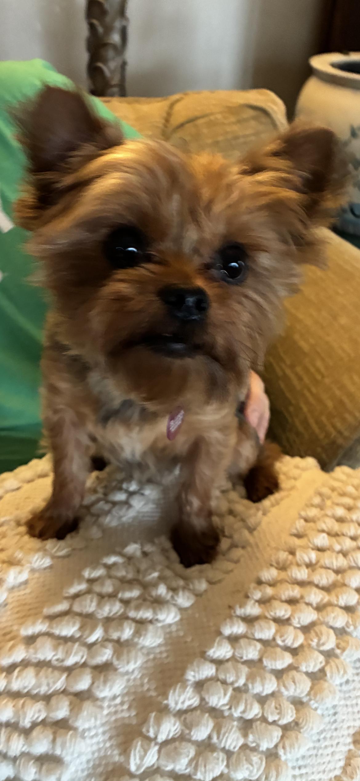 Enlarge Mary , an adopted Yorkshire Terrier in Saint Louis, MO image 4/5