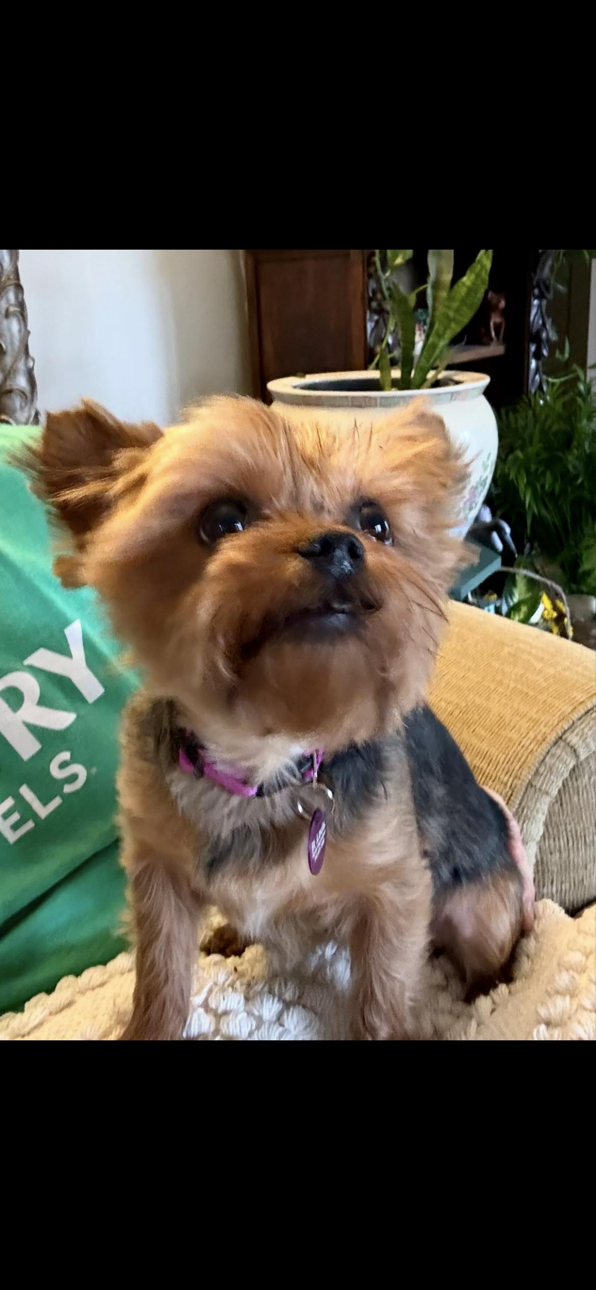 Enlarge Mary , an adopted Yorkshire Terrier in Saint Louis, MO image 3/5
