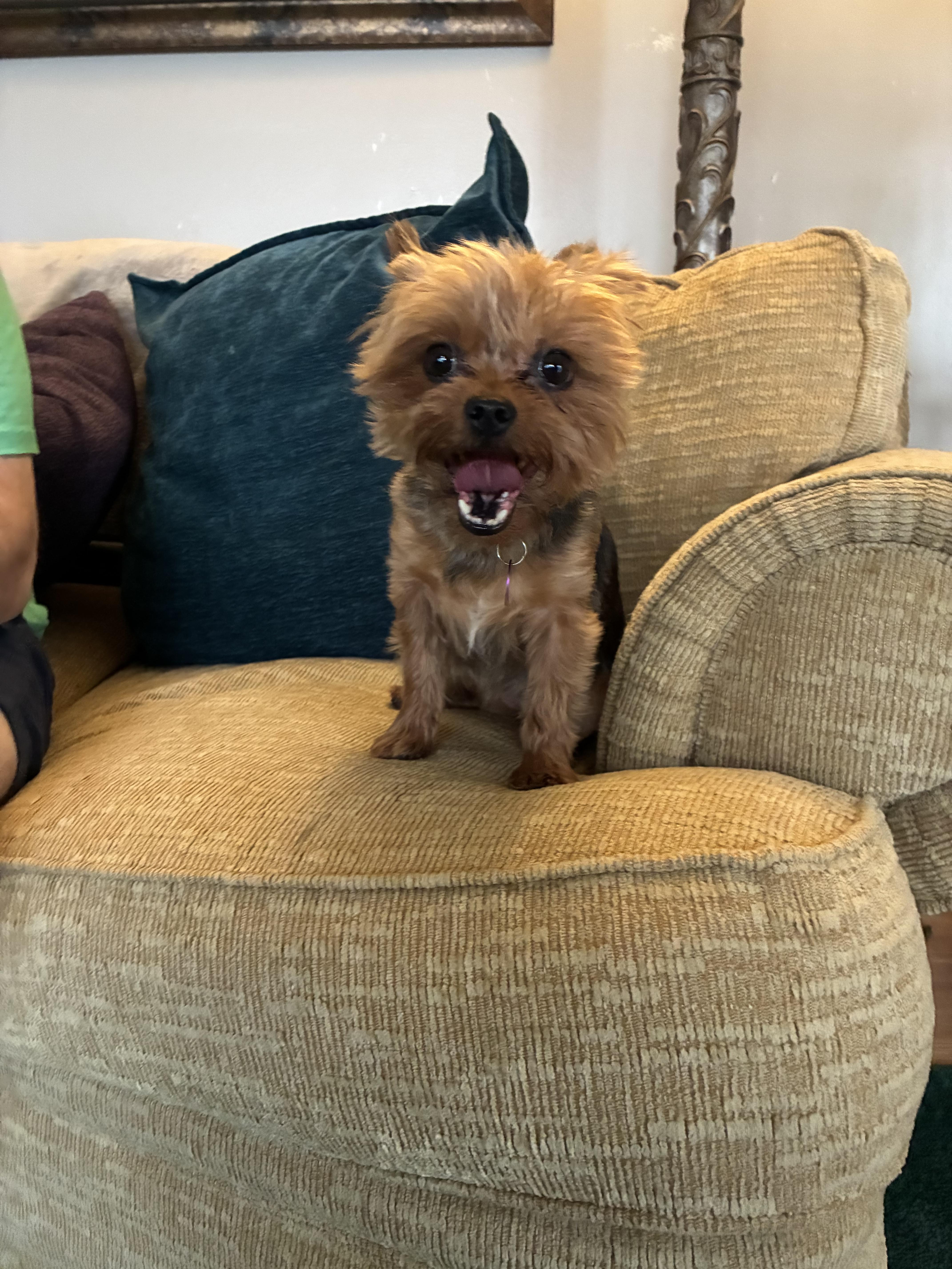 Mary , adopted, Adult Female Yorkshire Terrier.