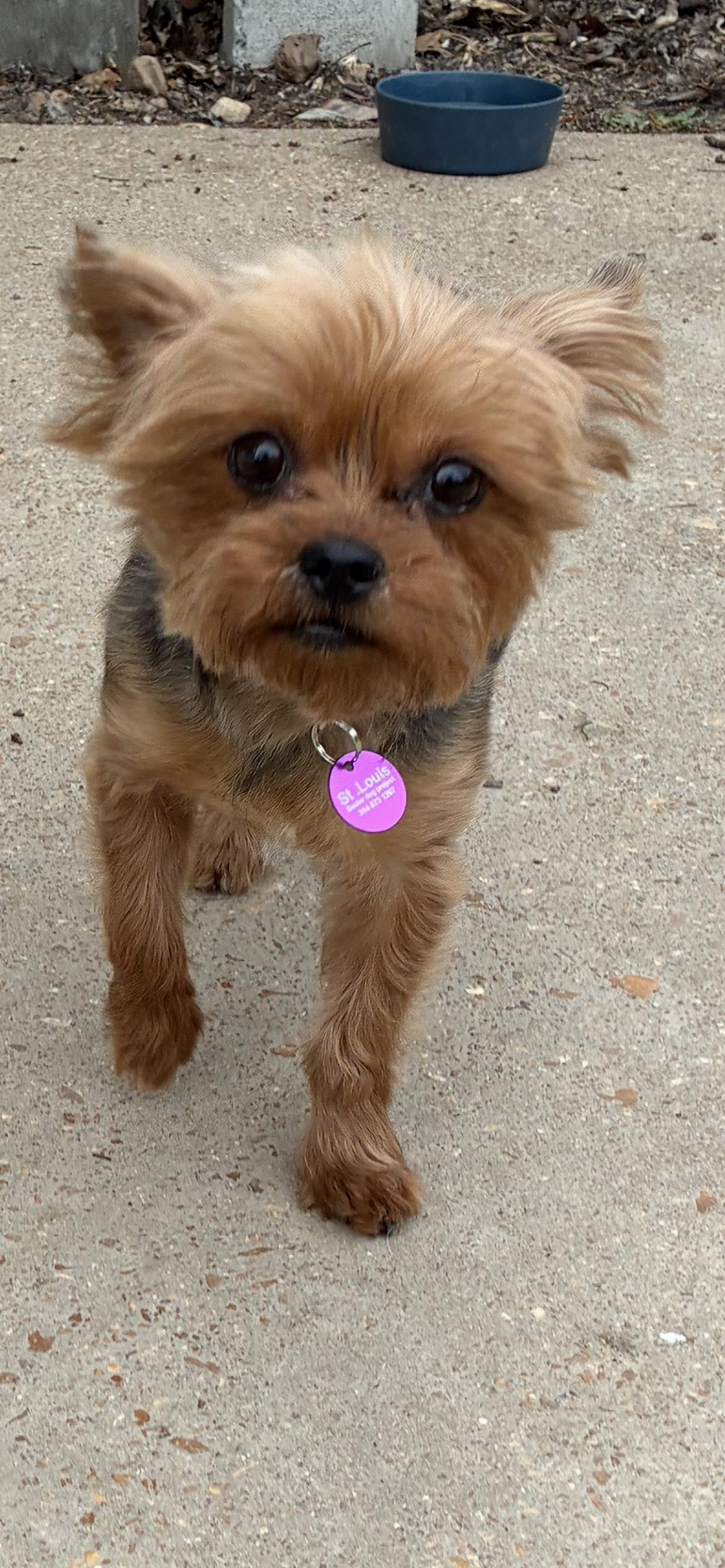 Enlarge Mary , an adopted Yorkshire Terrier in Saint Louis, MO image 5/5