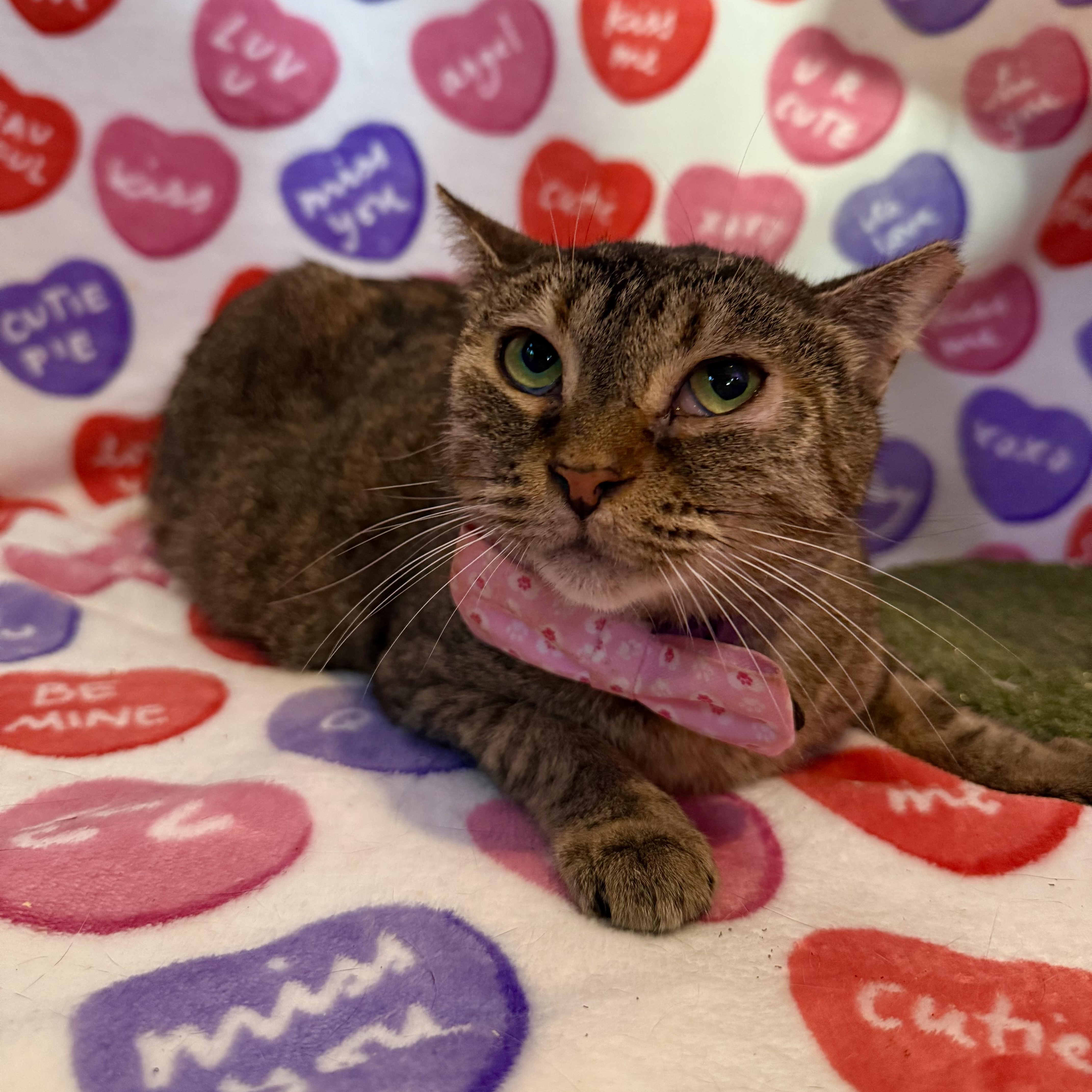 Enlarge Laylani, a Adoptable Domestic Short Hair in Bridgehampton, NY image 2/5