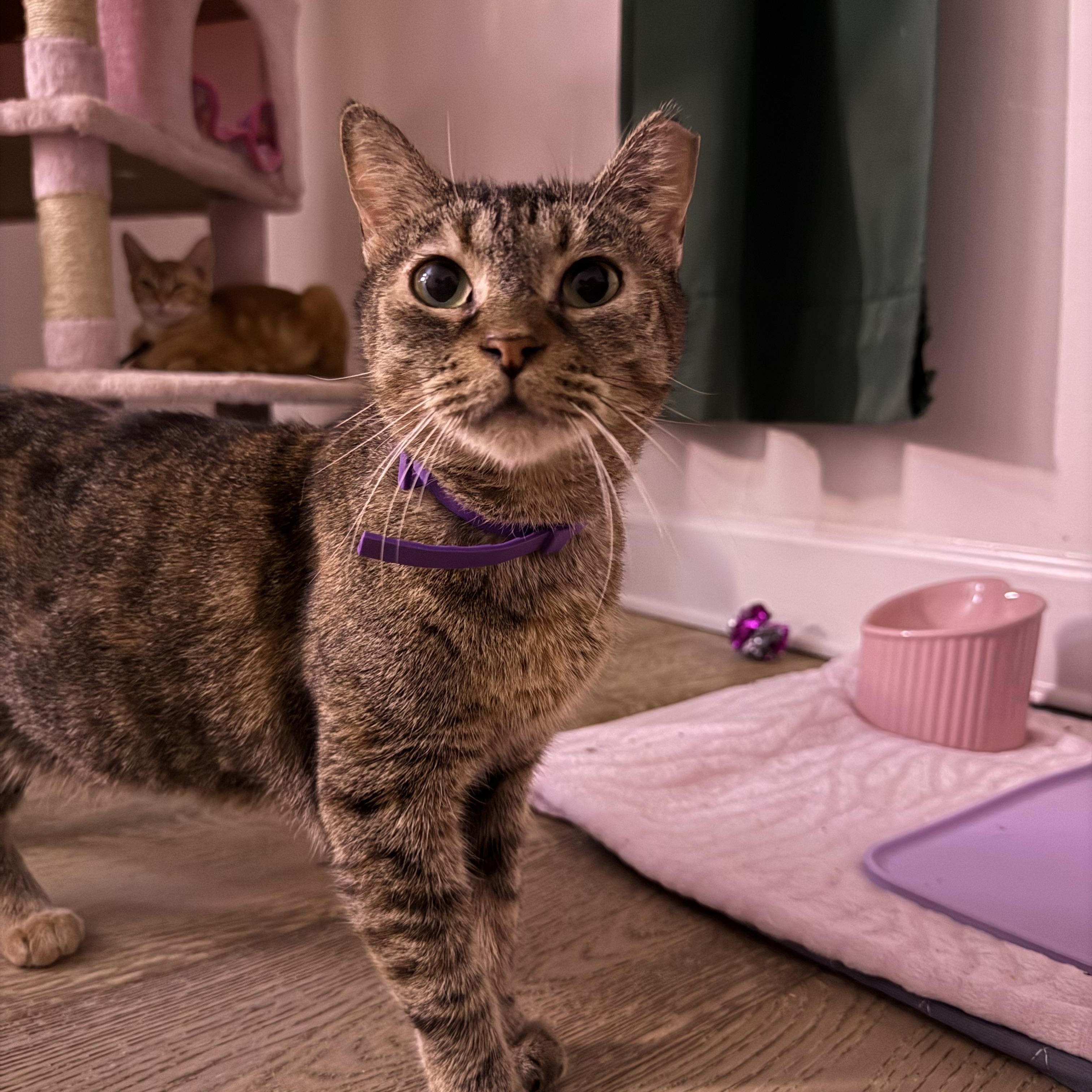 Enlarge Laylani, a Adoptable Domestic Short Hair in Bridgehampton, NY image 3/5