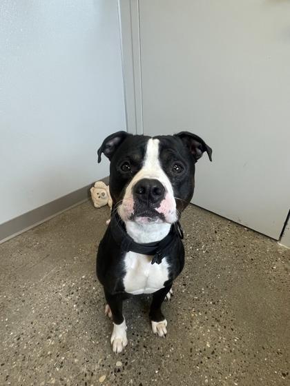 Elm, Adoptable, Adult Male Mixed Breed & Mixed Breed.