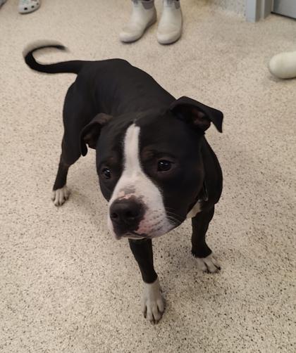 Enlarge Elm, a Adoptable mixed breed in Lafayette, IN image 2/3