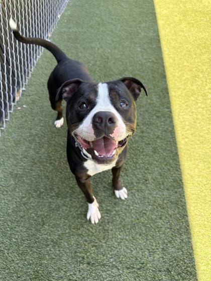 Elm, Adoptable, Adult Male Mixed Breed & Mixed Breed.