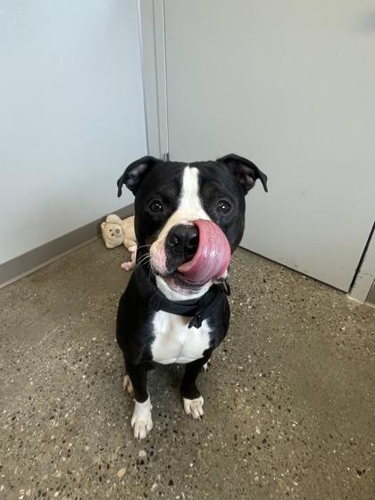 Enlarge Elm, a Adoptable mixed breed in Lafayette, IN image 2/3