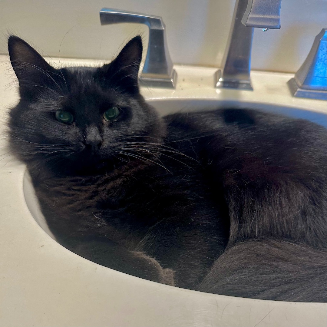 Knox, a Adoptable Domestic Long Hair in Fort Worth, TX image 2/12