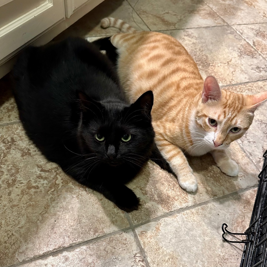 Knox — thumbnail 3