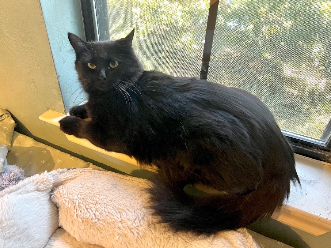 Knox, a Adoptable Domestic Long Hair in Fort Worth, TX image 4/12