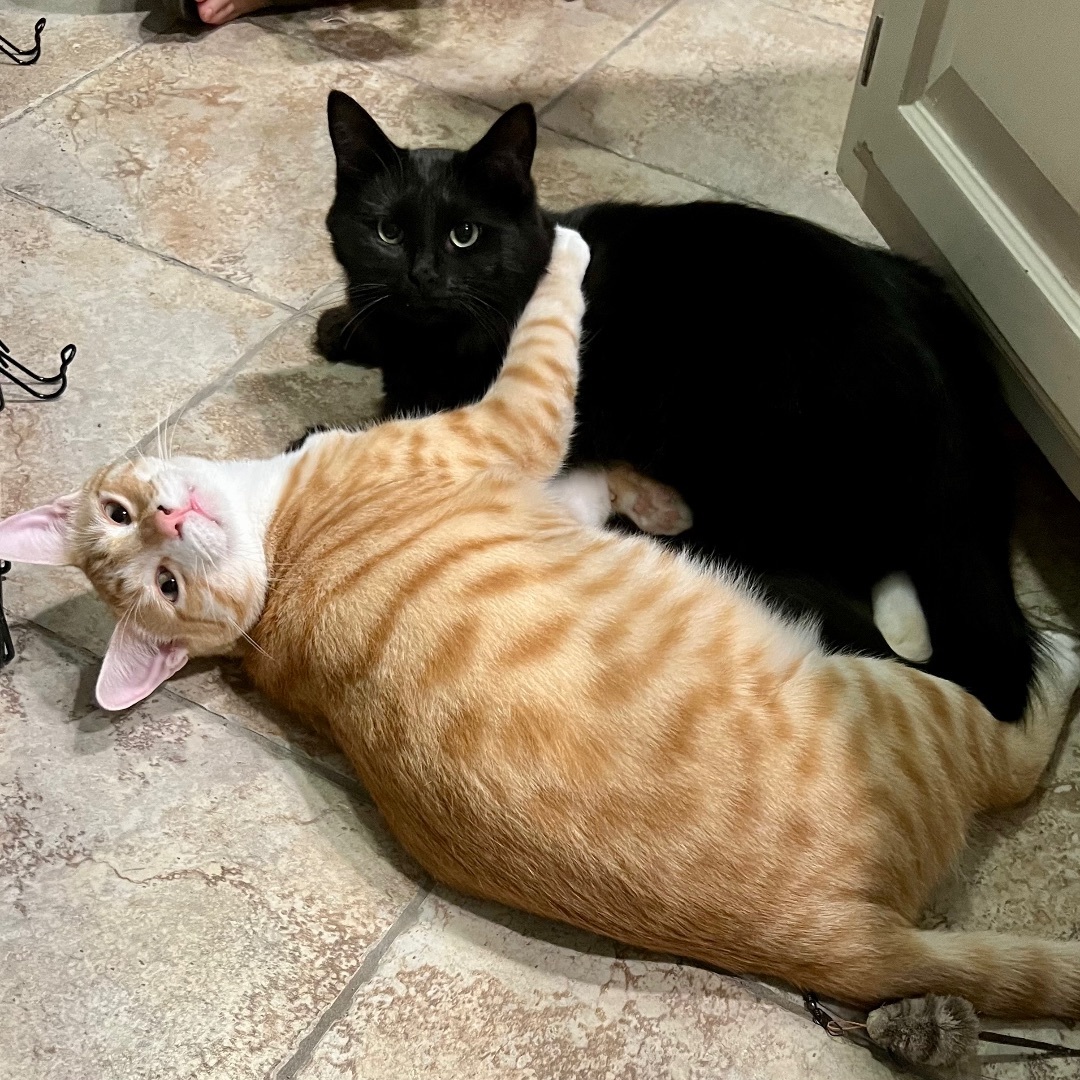 Knox, a Adoptable Domestic Long Hair in Fort Worth, TX image 5/12