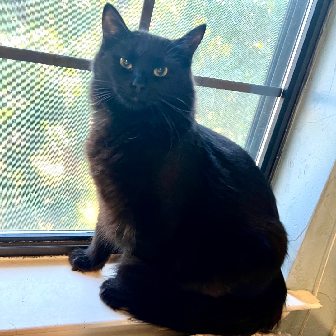 Knox, a Adoptable Domestic Long Hair in Fort Worth, TX image 6/12