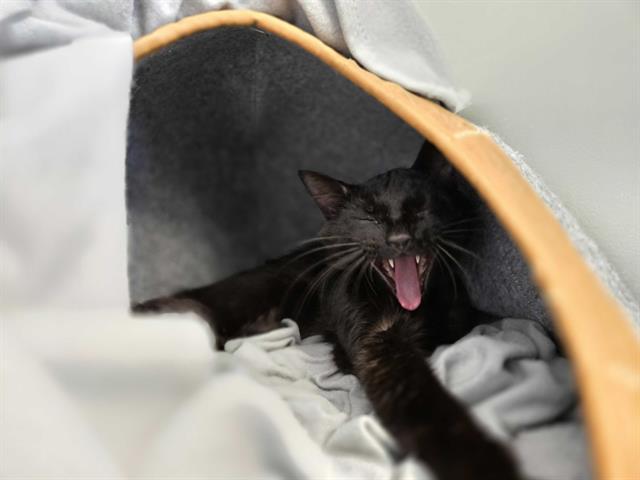 STUART SEMPLE, Adoptable, Adult Male Domestic Short Hair.