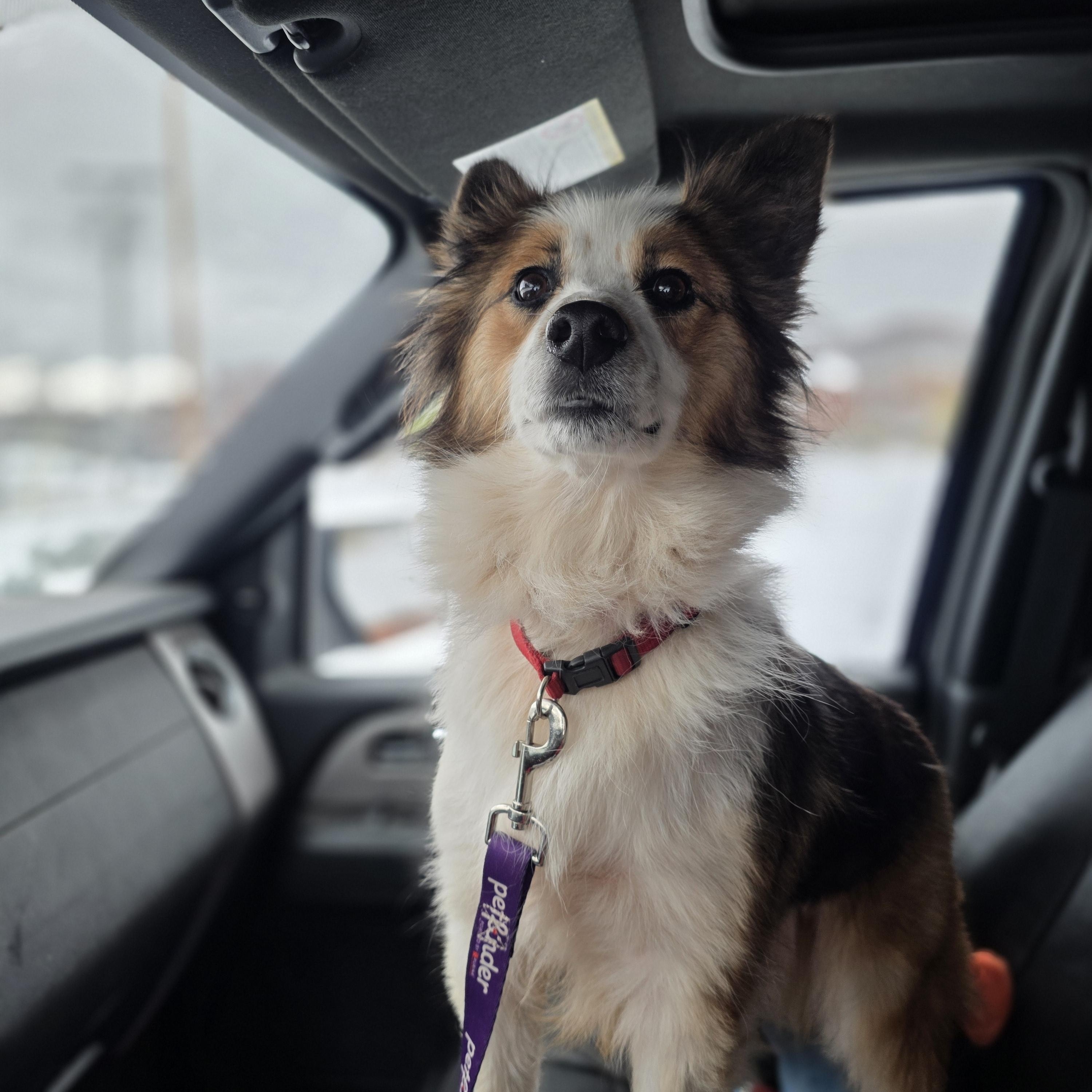 Clara, a Adoptable mixed breed in Salamanca, NY image 1/2