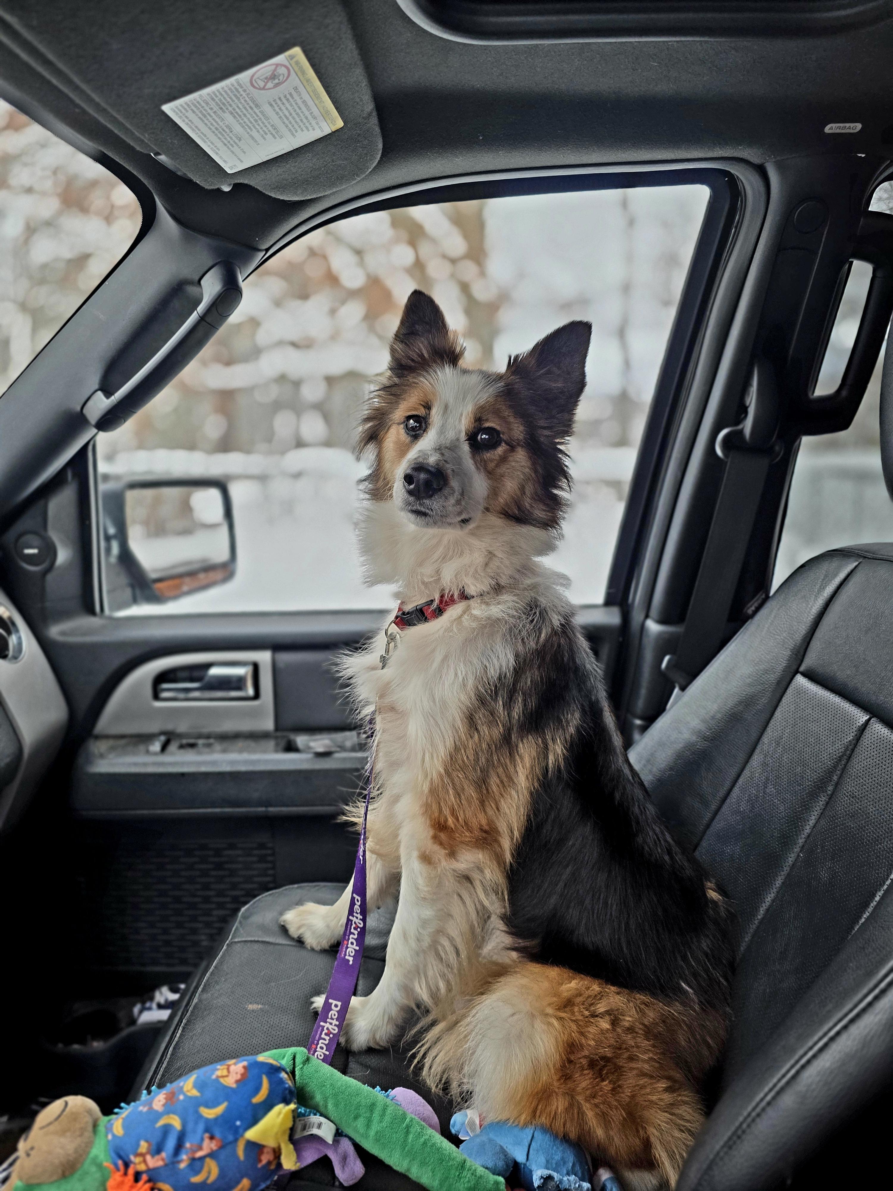 Clara, a Adoptable mixed breed in Salamanca, NY image 2/2