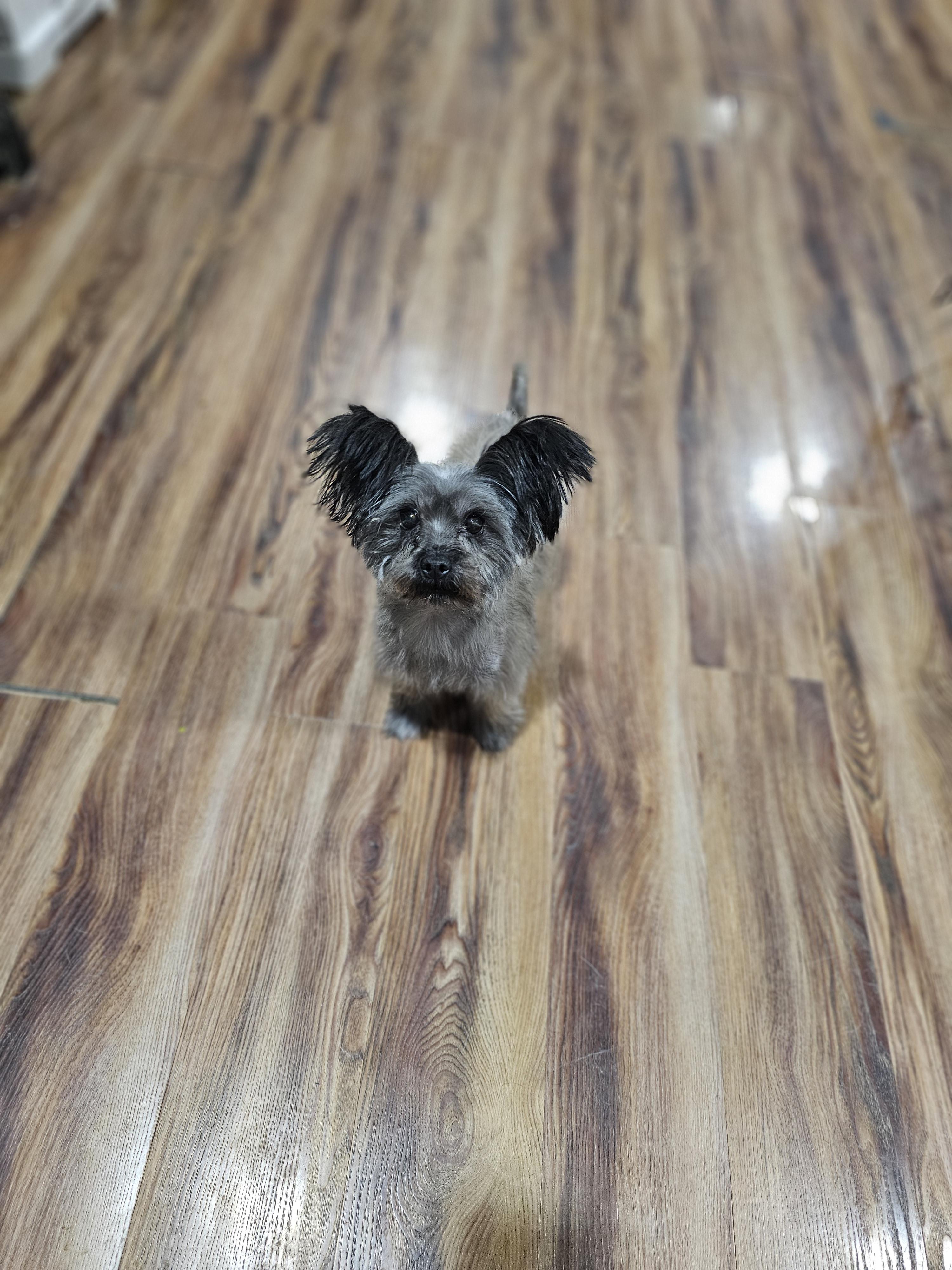 Kai so il, Adoptable, Adult Male Yorkie Poo.