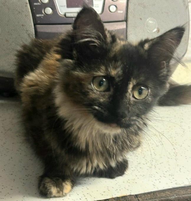Saga, Adopted, Kitten Female Tortoiseshell.