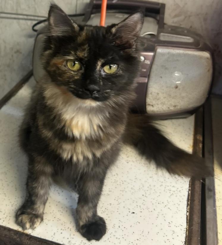 Enlarge Saga, a Adopted Tortoiseshell in Syracuse, NY image 3/3