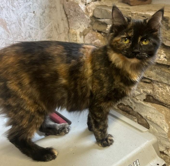 Enlarge Saga, a Adopted Tortoiseshell in Syracuse, NY image 2/3