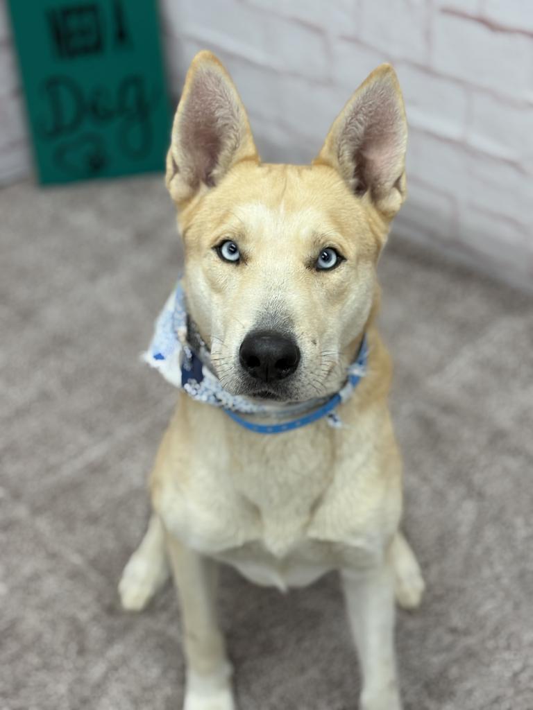 Enlarge Todd, a Adoptable mixed breed in Detroit, MI image 1/6