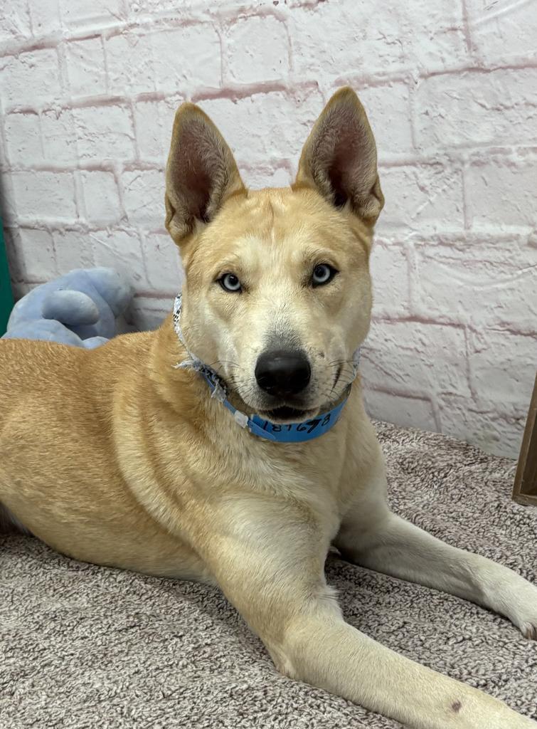Enlarge Todd, a Adoptable mixed breed in Detroit, MI image 2/6
