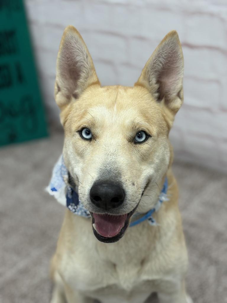 Enlarge Todd, a Adoptable mixed breed in Detroit, MI image 3/6