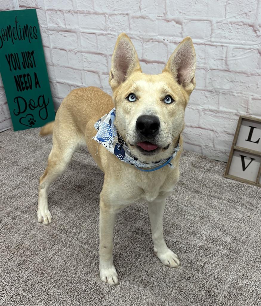 Enlarge Todd, a Adoptable mixed breed in Detroit, MI image 4/6