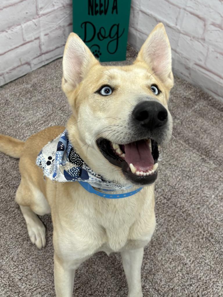 Enlarge Todd, a Adoptable mixed breed in Detroit, MI image 5/6