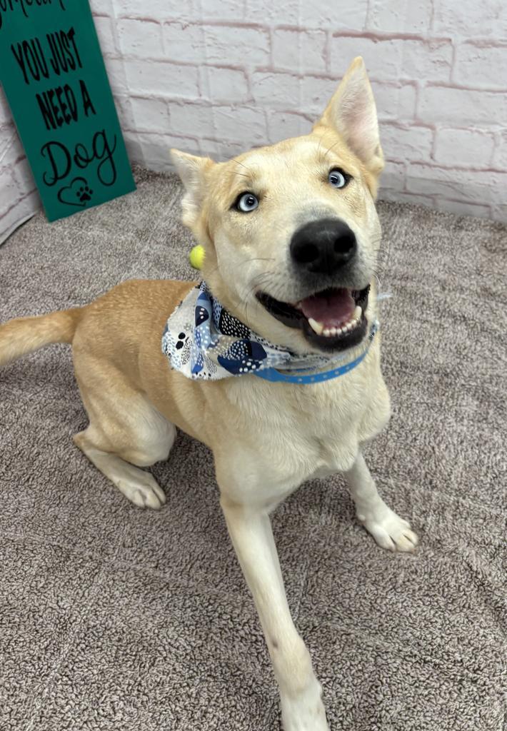 Enlarge Todd, a Adoptable mixed breed in Detroit, MI image 6/6