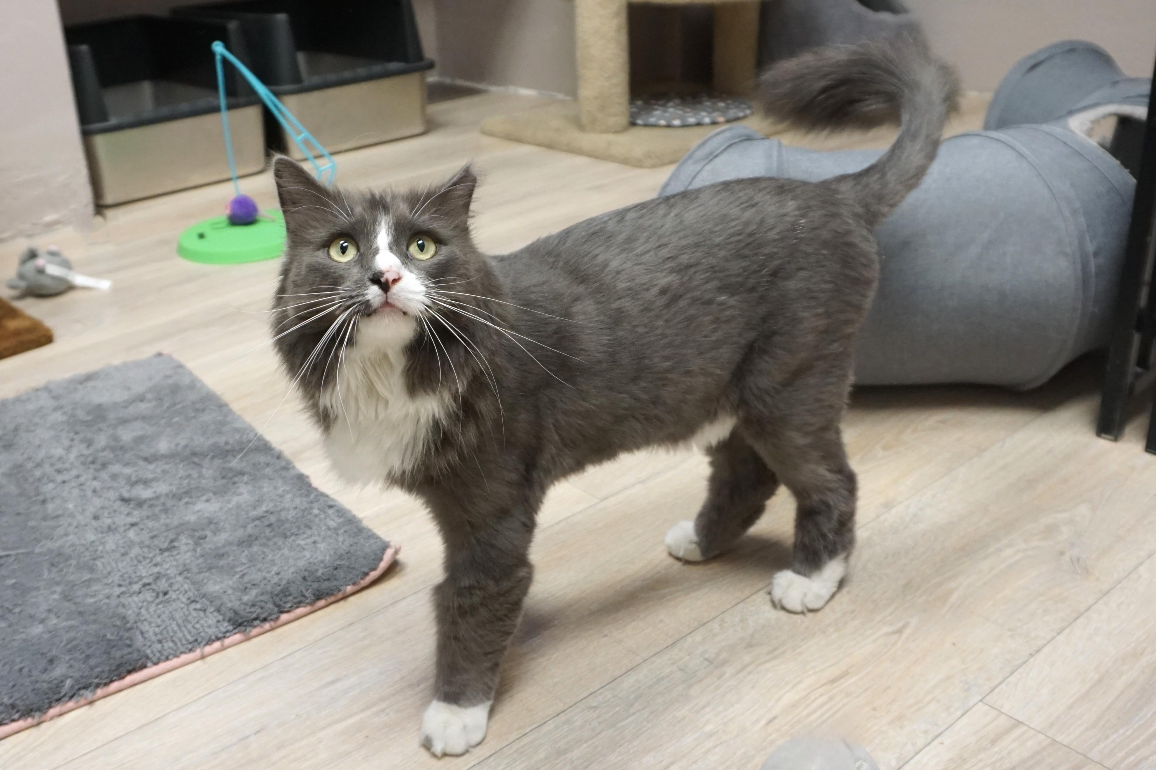 Enlarge Chirps, a ADOPTABLE Domestic Long Hair in Fountain Hills, AZ image 3/6
