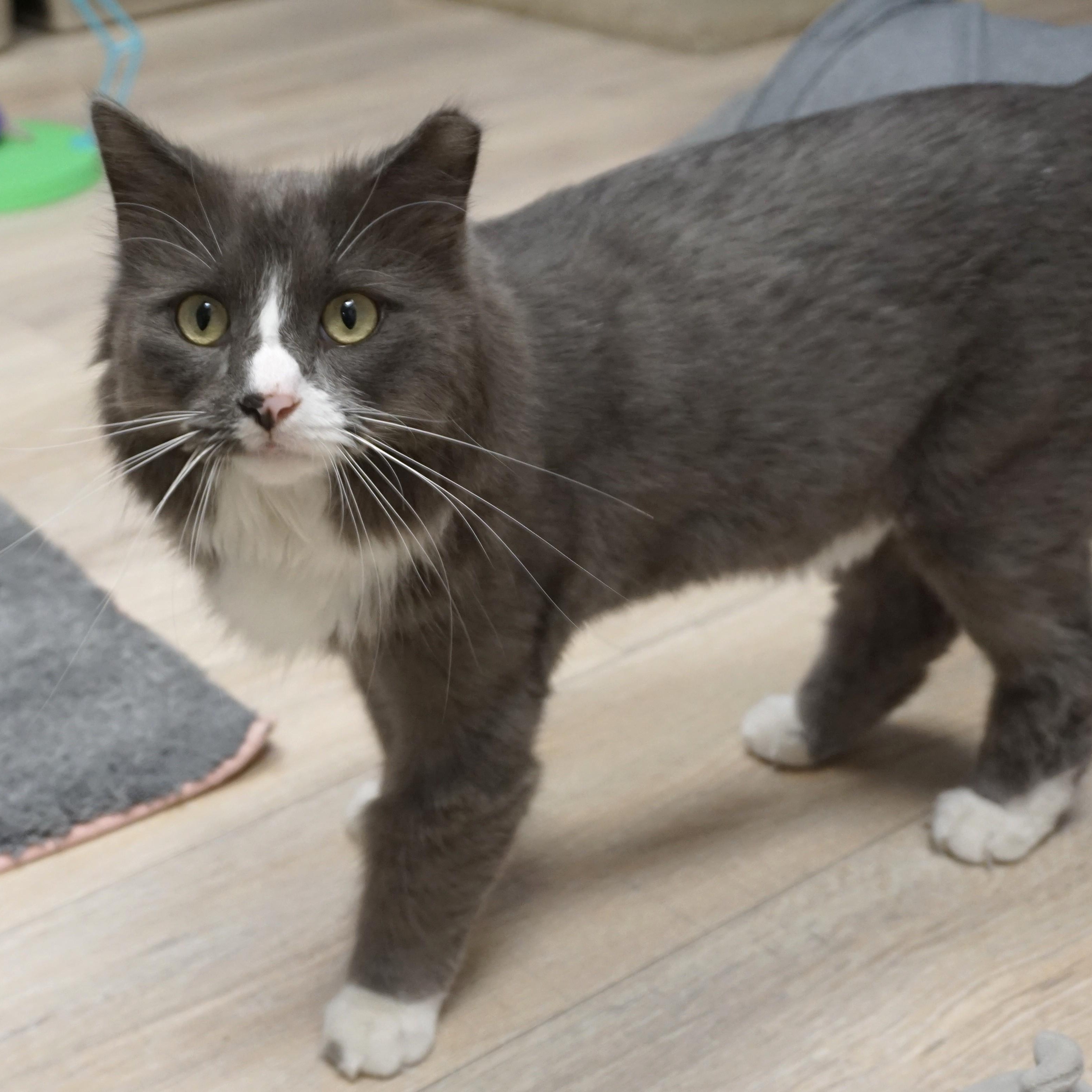 Chirps, ADOPTABLE, Adult Male Domestic Long Hair.