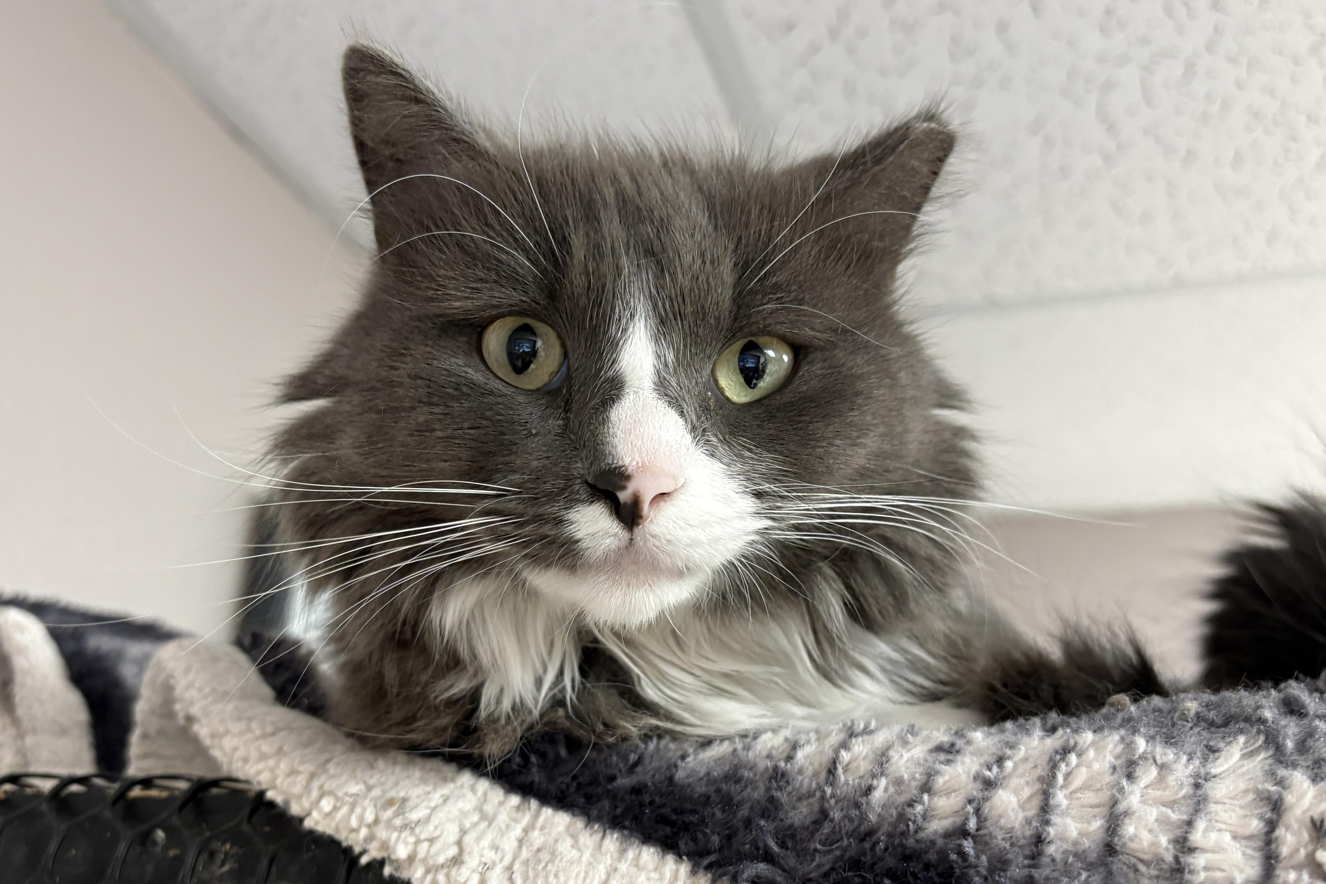 Enlarge Chirps, a ADOPTABLE Domestic Long Hair in Fountain Hills, AZ image 4/6