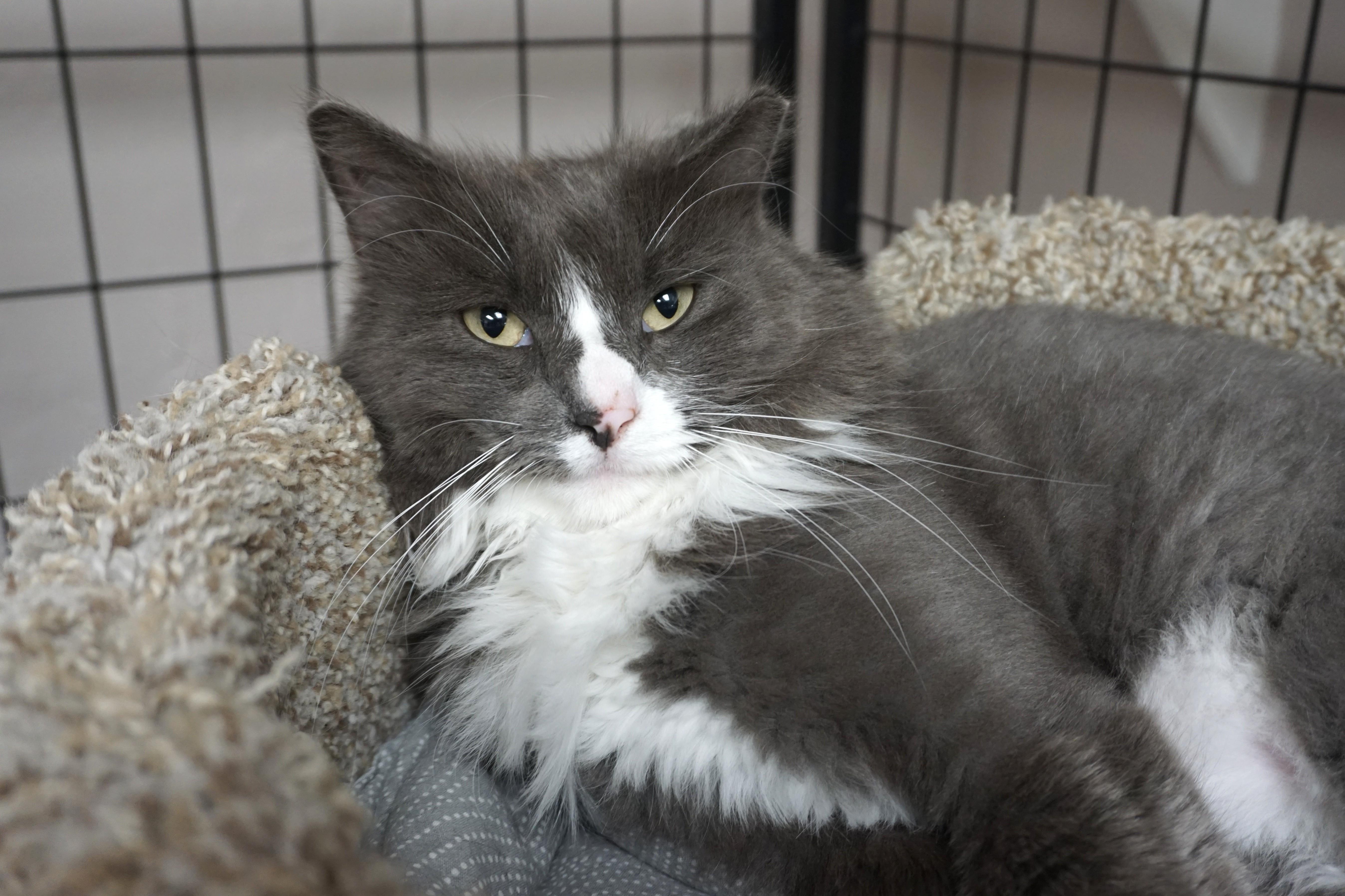 Enlarge Chirps, a ADOPTABLE Domestic Long Hair in Fountain Hills, AZ image 6/6