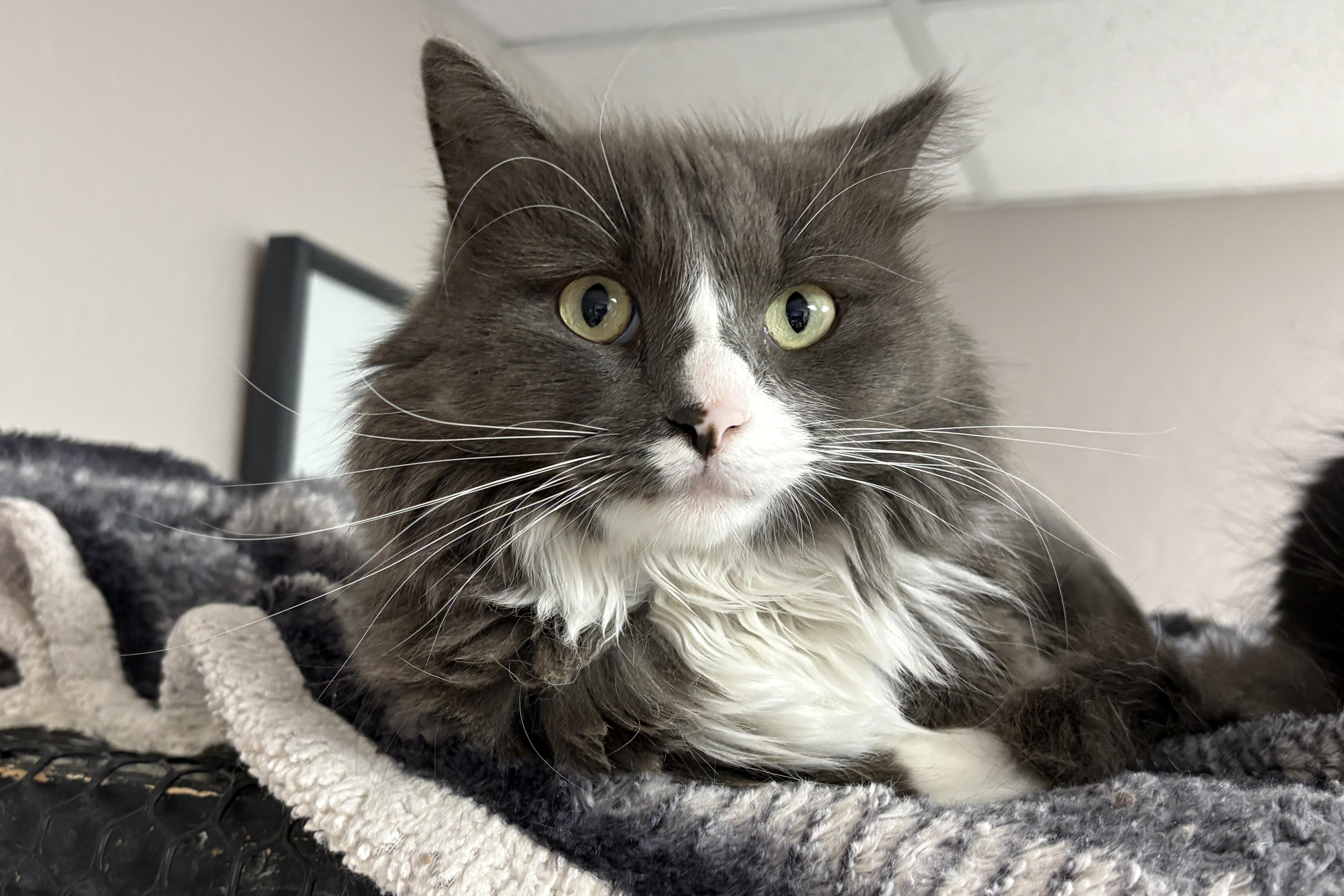 Enlarge Chirps, a ADOPTABLE Domestic Long Hair in Fountain Hills, AZ image 5/6