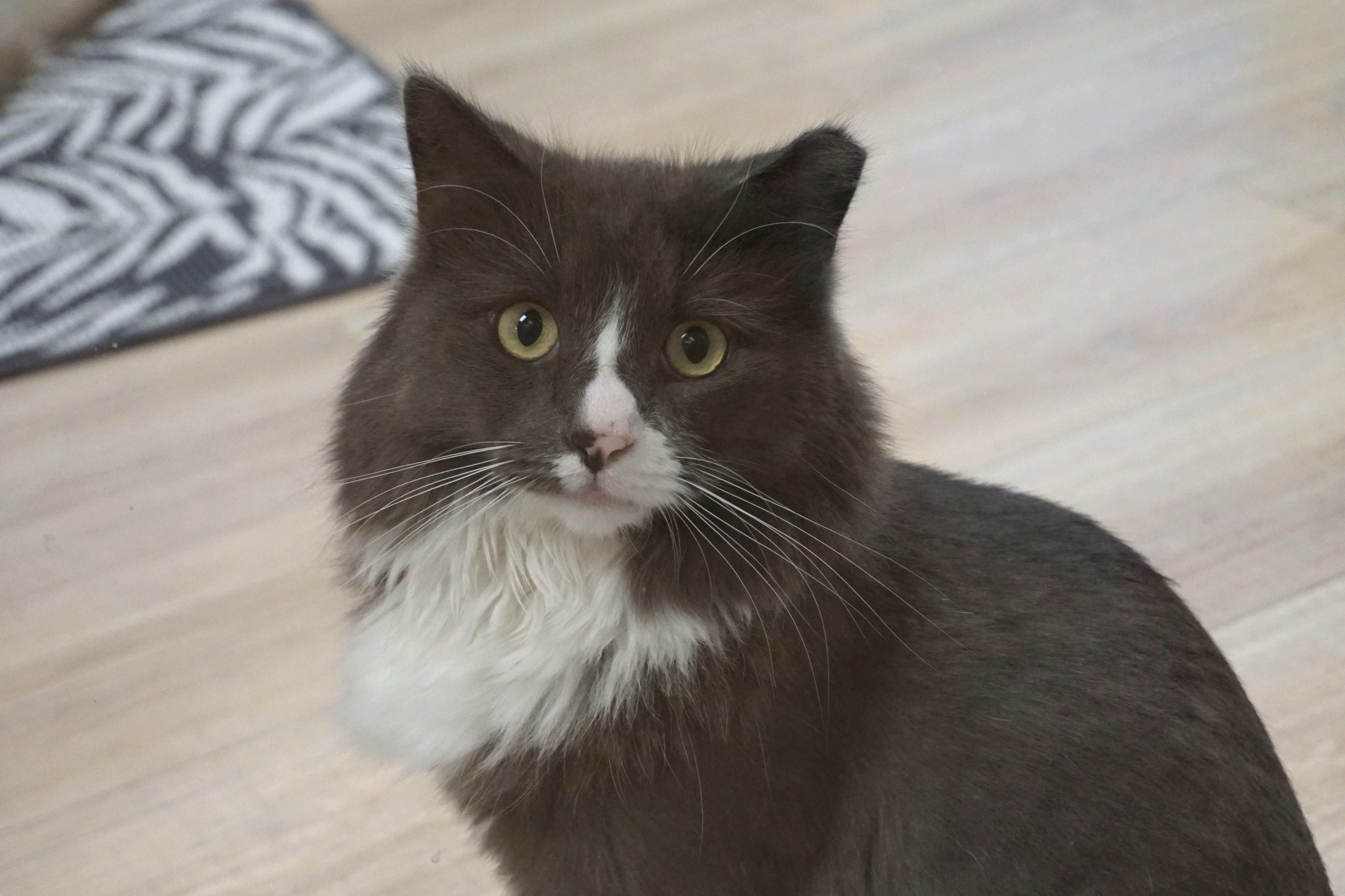 Enlarge Chirps, a ADOPTABLE Domestic Long Hair in Fountain Hills, AZ image 2/6