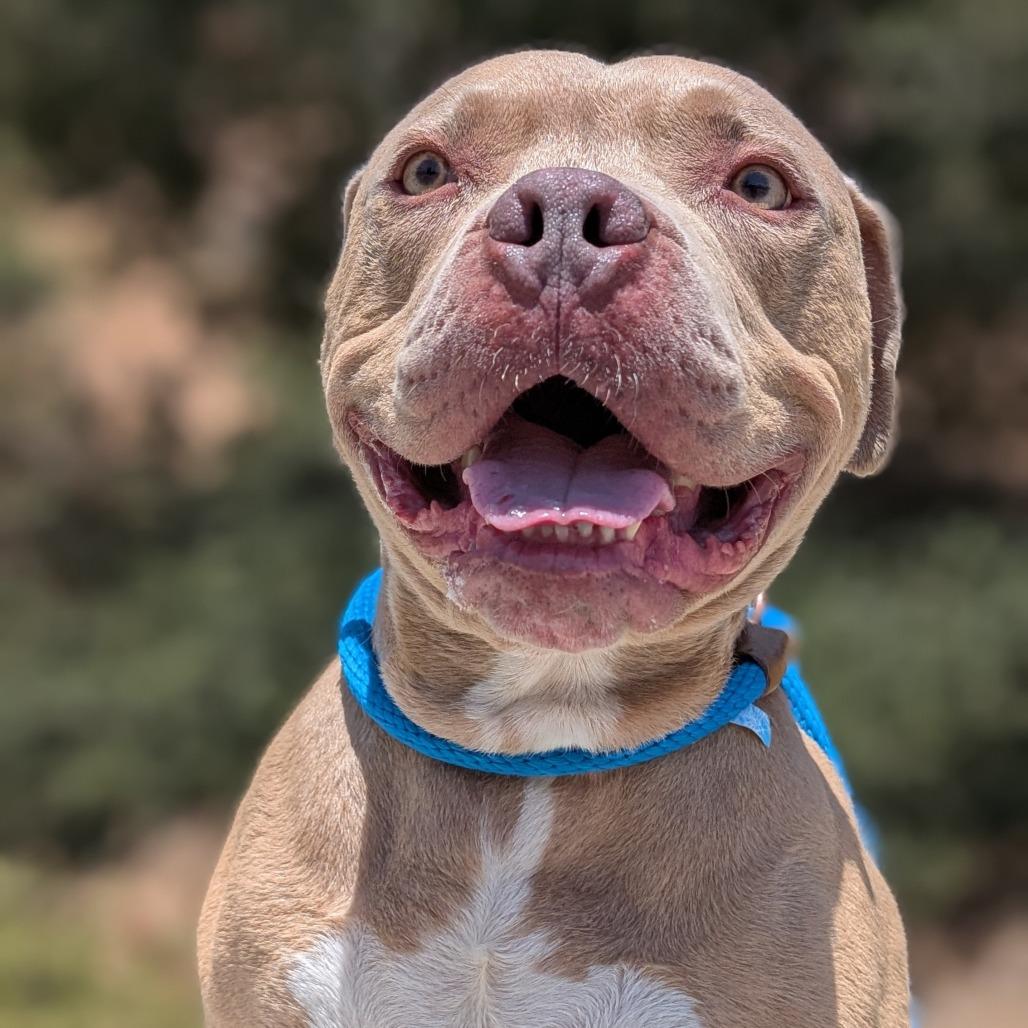 Perry*, Adoptable, Adult Male Pit Bull Terrier.